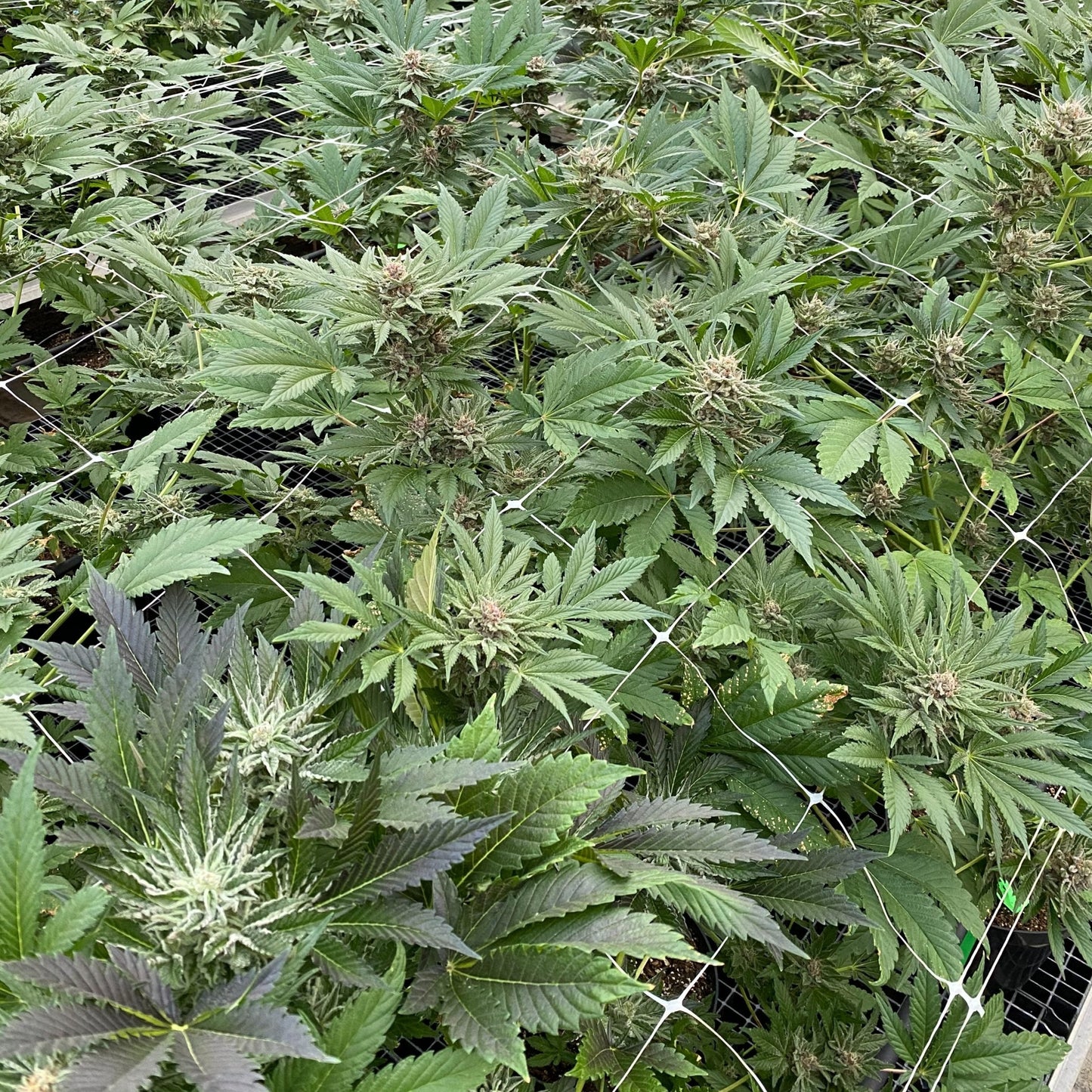 LEGENDARY OG