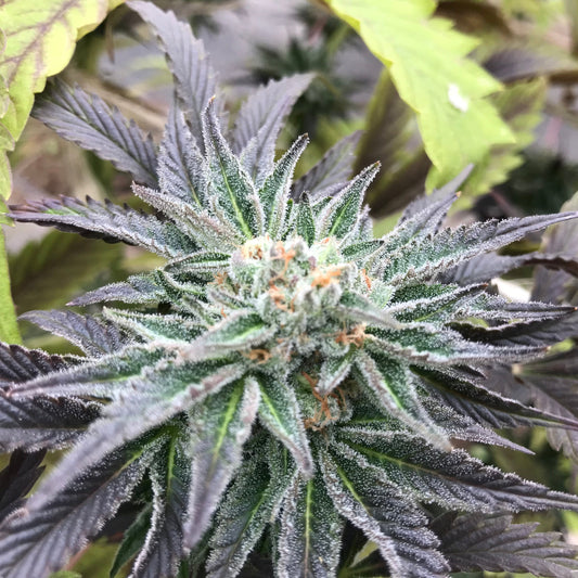 LEGENDARY OG