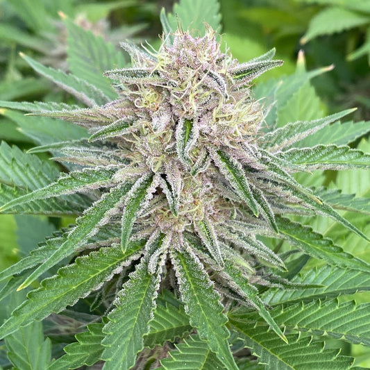 CALI CAKE