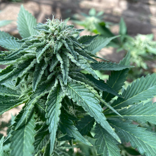 CALI OG