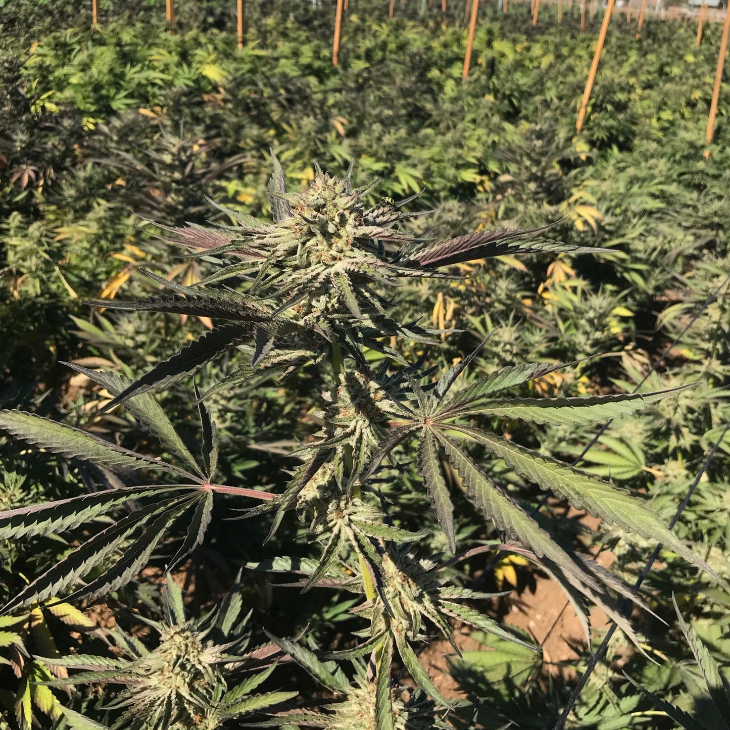 CALI OG
